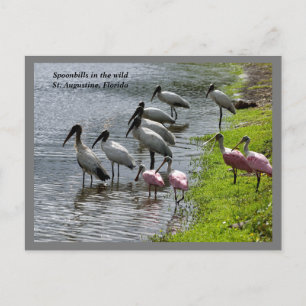 Cartão Postal De Festividades Sereótipos na natureza