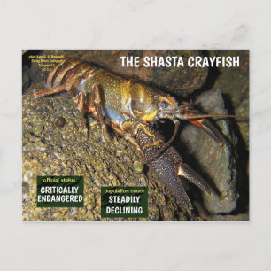 Cartão Postal De Festividades Shasta Crayfish está ameaçado - 3 -