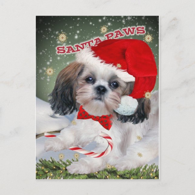 Cartão Postal De Festividades Shih Tzu Papais noeis Presentes de patas (Frente)