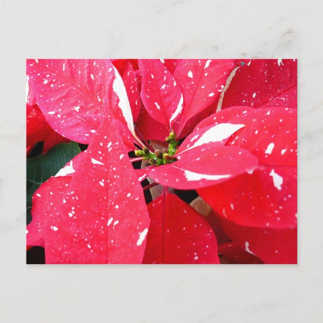 Cartão Postal De Festividades Shimmer Star Surprise Poinsettia Foliday Floral (Frente)