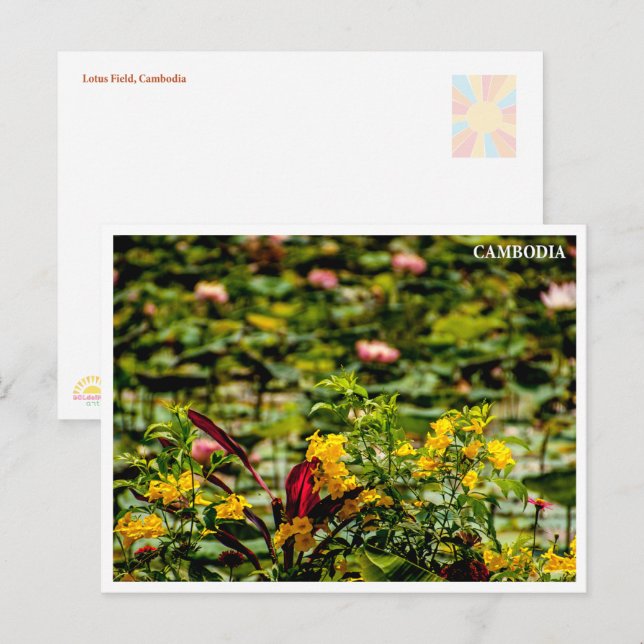 Cartão Postal De Festividades Siem Reap Lotus Field Cambodia Postcard (Frente/Verso)