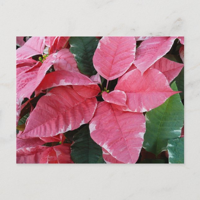 Cartão Postal De Festividades Silver Star Marble Poinsettias Feriado Rosa Floral (Frente)