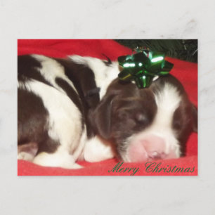Cartão Postal De Festividades Sleeping English Springer Spaniel Christmas Puppy