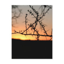 Sol africano com silhueta espinhal de acácia