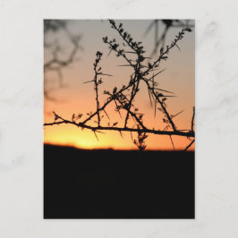 Cartão Postal De Festividades Sol africano com silhueta espinhal de acácia