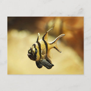 Cartão Postal De Festividades Solitário Stripy Angelfish