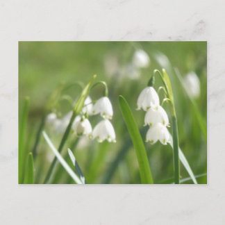 Cartão Postal De Festividades Summer Snowflakes DIY Postcard