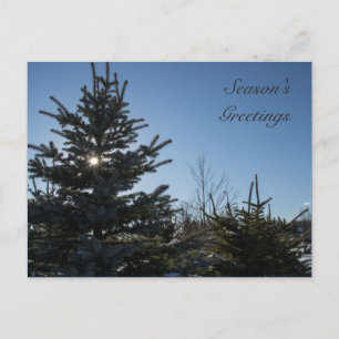 Cartão Postal De Festividades Sun coming through a fir tree - Season's Greetings