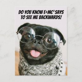 Cartão Postal De Festividades Teoria engraçada do animal cachorro pug chinês fof