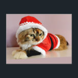 Cartão Postal De Festividades Terno do papai noel do gato do gatinho do Feliz<br><div class="desc">Terno do papai noel do gato do gatinho do Feliz Natal</div>