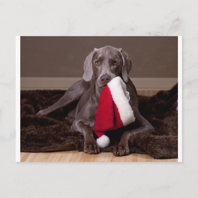Cartão Postal De Festividades Teyla o chapéu de Weimaraner e de papai noel (Frente)