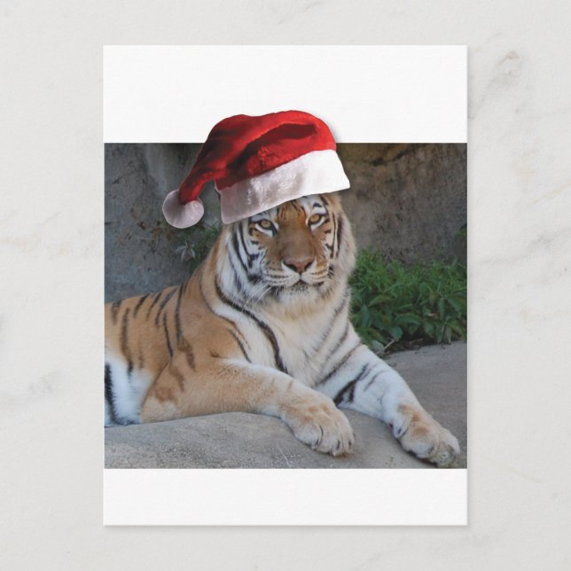 Cartão Postal De Festividades Tigre de Bengala Santa Hat (Frente)