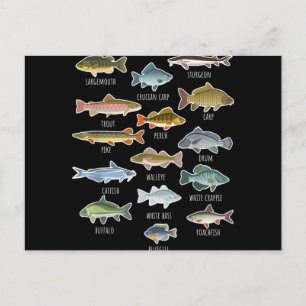 Cartão Postal De Festividades Tipos De Espécies De Peixes Águas frescas