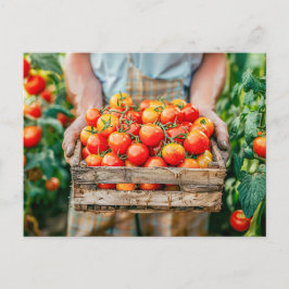 Cartão Postal De Festividades Tomates frescos nas mãos dos agricultores