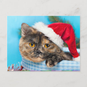 Cartão Postal De Festividades Tortoisesinferno Cat Purr-fect Holiday