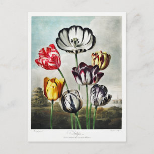 Cartão Postal De Festividades Trabalho de arte de Flores de Tulip