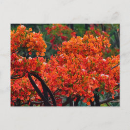 Cartão Postal De Festividades tree with magnificent red-colored flower