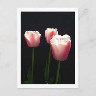 Cartão Postal De Festividades Três flores de tulipa rosa. Natal, feriados.