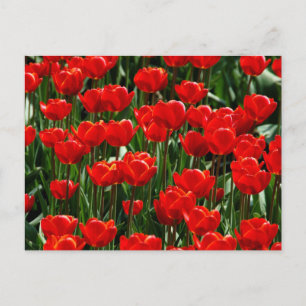 Cartão Postal De Festividades Tulipa Vermelha e Rosa Flores Florais Fotografia