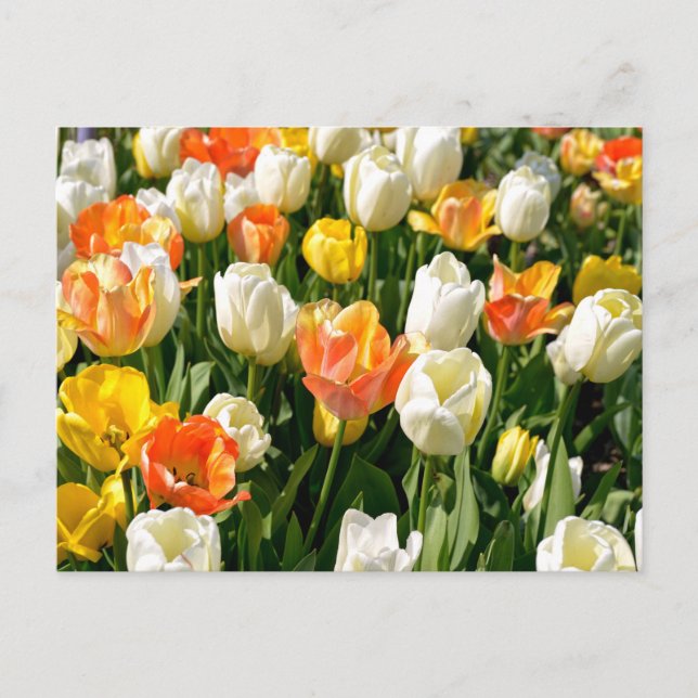 Cartão Postal De Festividades Tulipas multicoloridas no jardim (Frente)