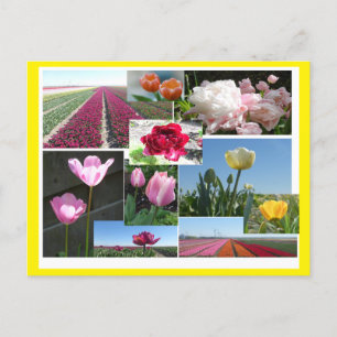 Cartão Postal De Festividades Tulips Collage DIY & Cust. Cartão-postal de cor de