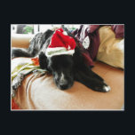 Cartão Postal De Festividades Um cão preto no Natal com seu chapéu do papai noel<br><div class="desc">Esta mistura preta do laboratório/St Bernard está ostentando um chapéu festivo do papai noel para comemorar a estação do Natal.</div>