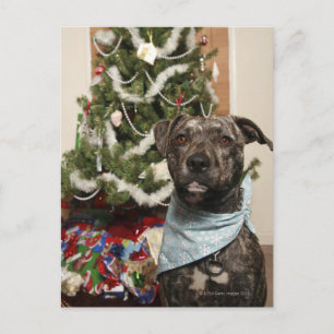 Cartão Postal De Festividades Um pitbull que levanta para um retrato do Natal