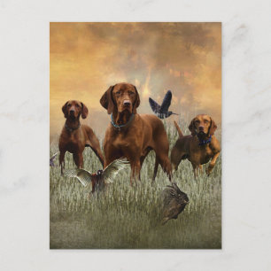 Cartão Postal De Festividades Um versátil aristocrata no Vizsla Húngaro