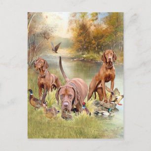 Cartão Postal De Festividades Um versátil aristocrata no Vizsla Húngaro