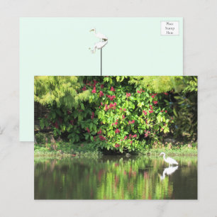 Cartão Postal De Festividades Uma Grande Garça Pescando no Pântano