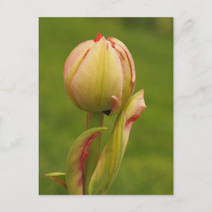 Cartão Postal De Festividades Uma tulipa nascente