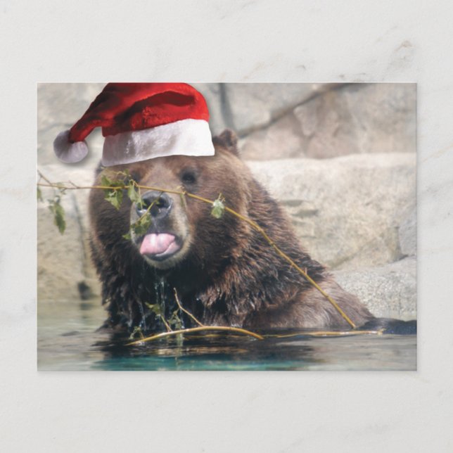 Cartão Postal De Festividades Urso Grizzly com Chapéu Santa (Frente)