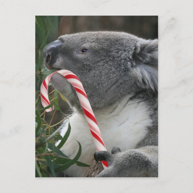 Cartão Postal De Festividades Urso Koala, na Austrália, no Natal (Frente)