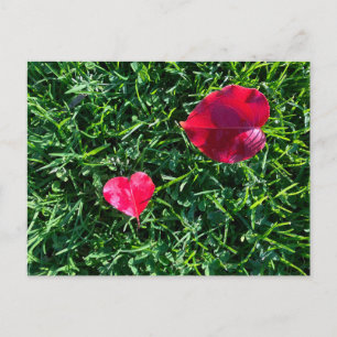 Cartão Postal De Festividades Valentine da natureza: folha vermelha em forma de