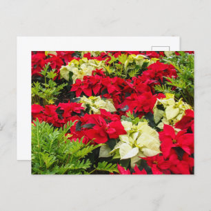 Cartão Postal De Festividades Variedades de Poinsettia