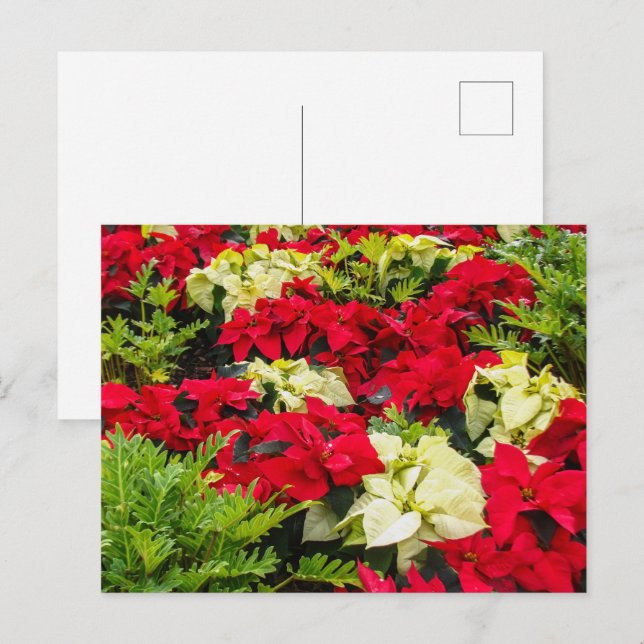 Cartão Postal De Festividades Variedades de Poinsettia (Frente/Verso)