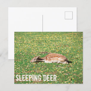 Cartão Postal De Festividades Vedante em hibernação no outono no prado