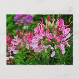 Cartão Postal De Festividades Vietnam - flower on Ha Giang plateau