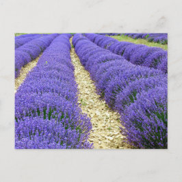 Cartão Postal De Festividades View of lavender fields in the Drôme provencale