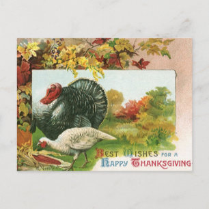 Cartão Postal De Festividades Vintage Ação de Graças, Perus Selvagens Cores d