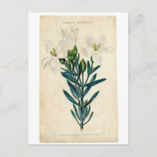 Cartão Postal De Festividades Vintage Easter Lily