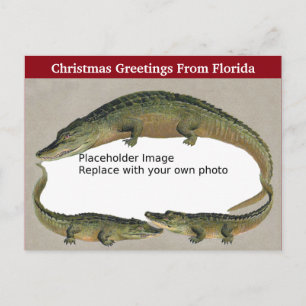 Cartão Postal De Festividades Vintage Florida Christmas Alligator Frame
