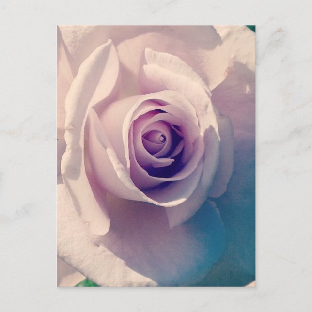 Cartão Postal De Festividades Violet Rosa (Frente)