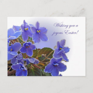 Cartão Postal De Festividades Violetas africanas azuis páscoas