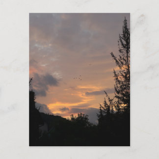 Cartão Postal De Festividades Vista do pôr do sol com pássaros voando sobre árvo