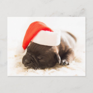 Cartão Postal De Festividades Weihnachtswelpe