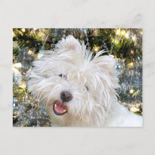 Cartão Postal De Festividades Westie Christmas