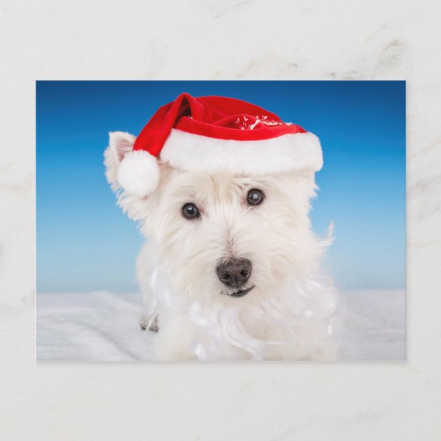 Cartão Postal De Festividades Westie com chapéu e barba de Papai Noel (Frente)