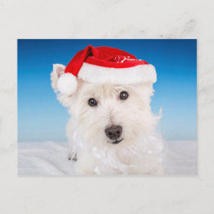 Cartão Postal De Festividades Westie com Santa Chapéu e Barba