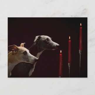 Cartão Postal De Festividades Whippets no Natal